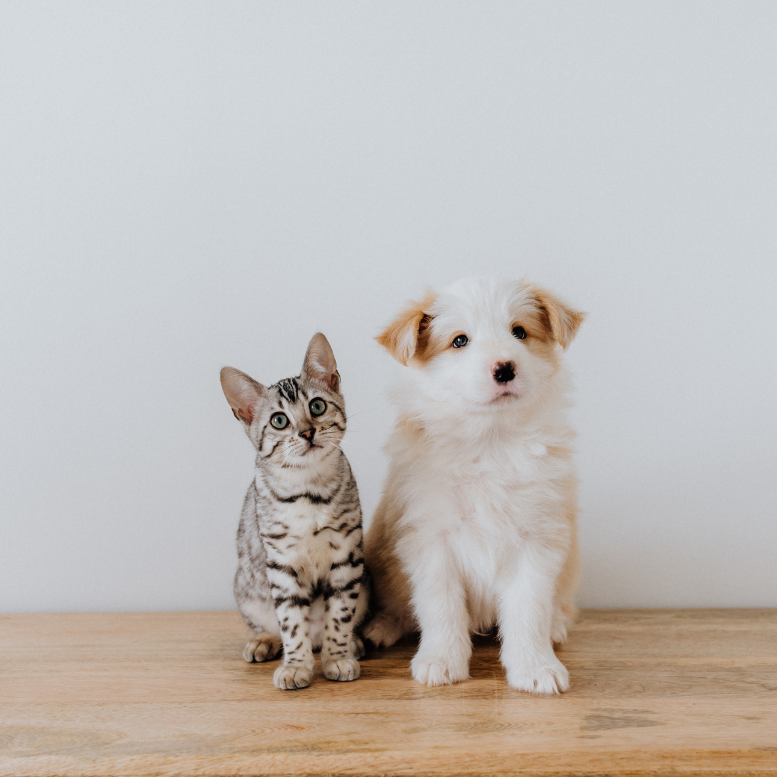 Flower remedies for 2024 dogs