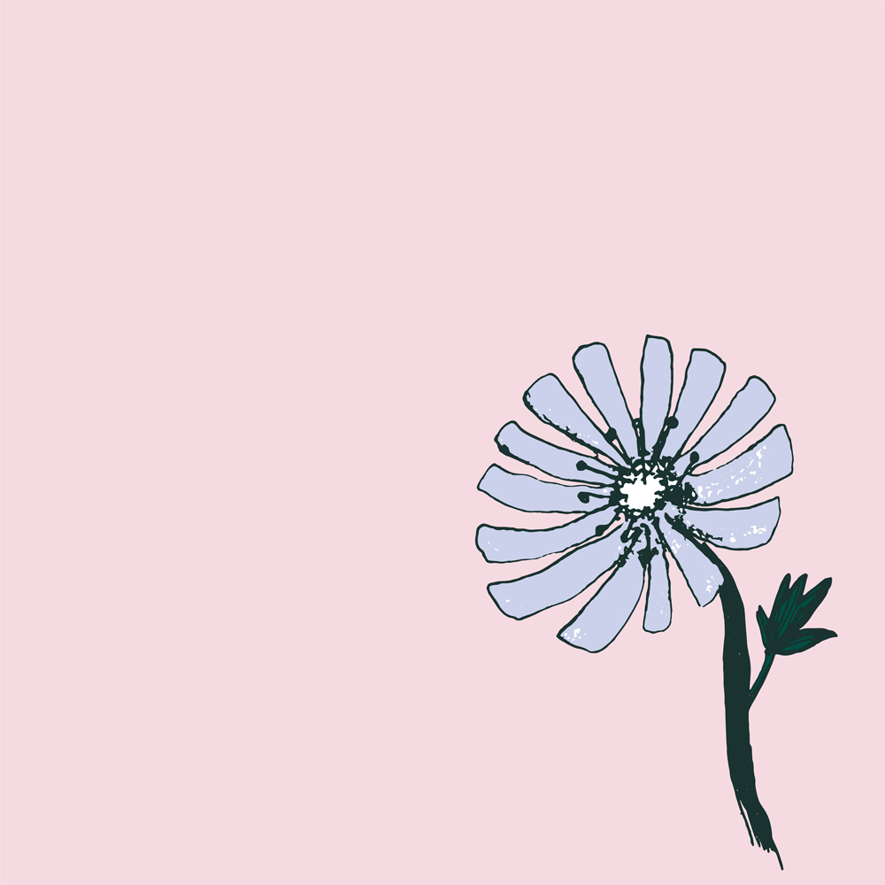 Chicory