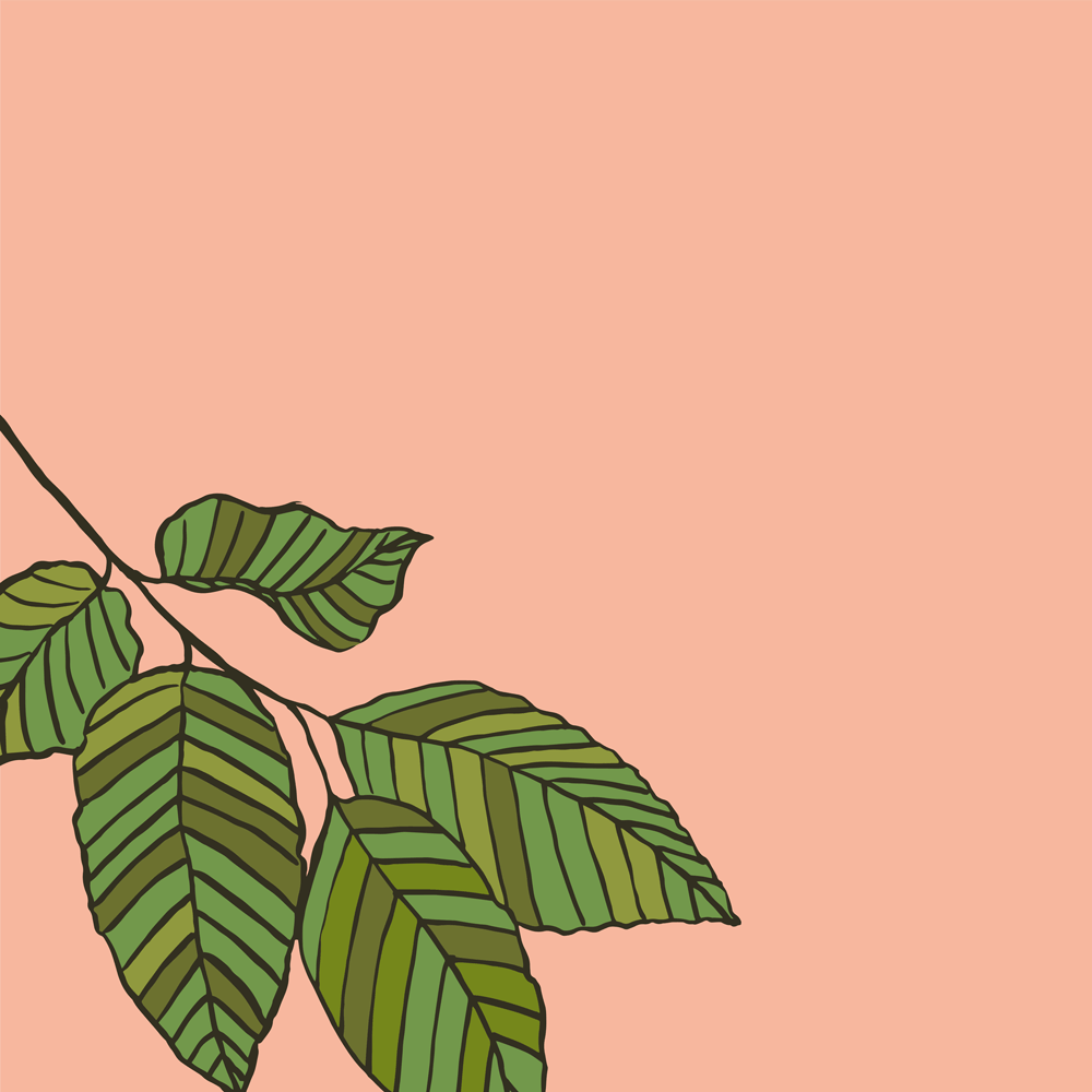 Beech