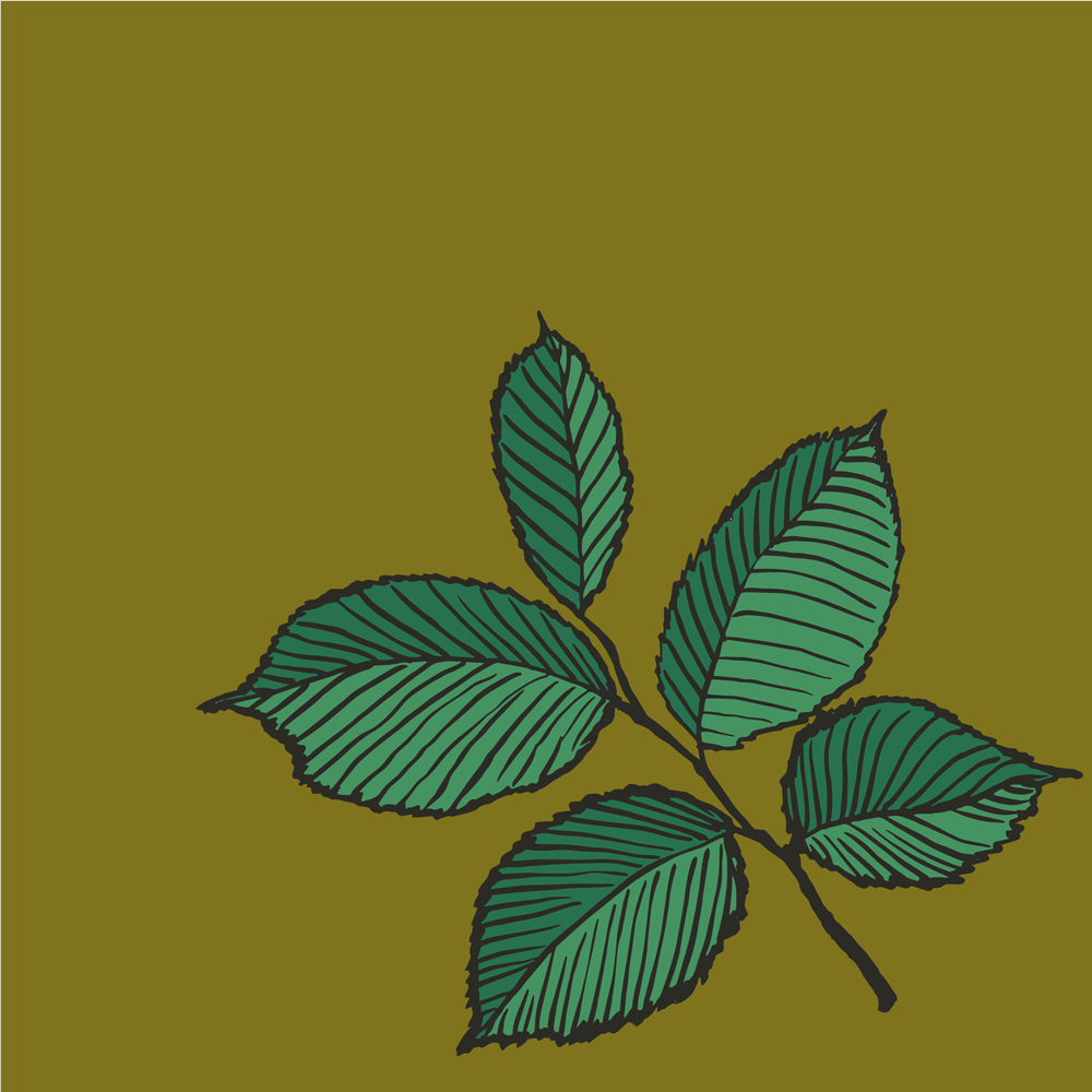 Elm
