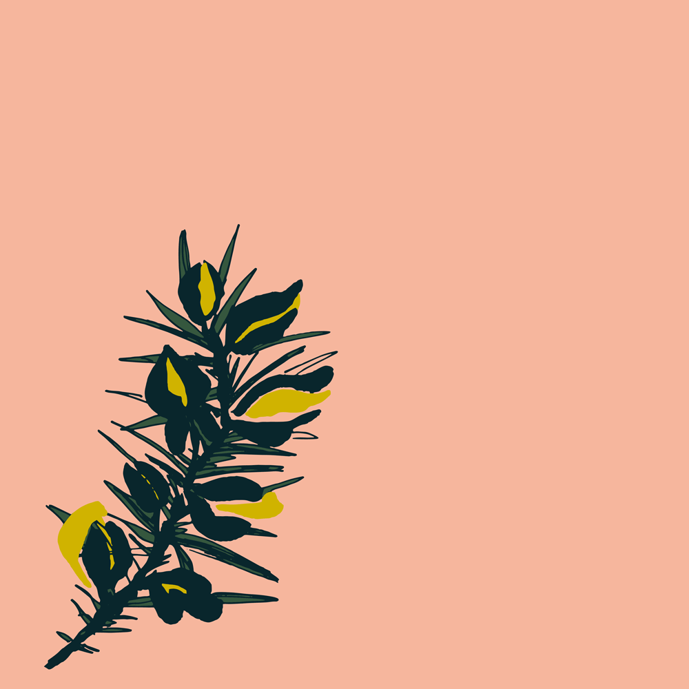 Gorse