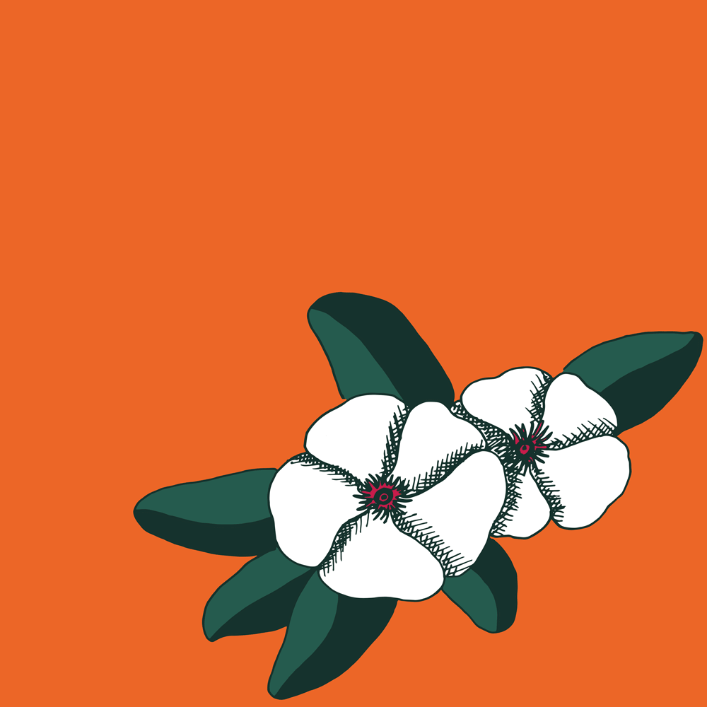 Impatiens