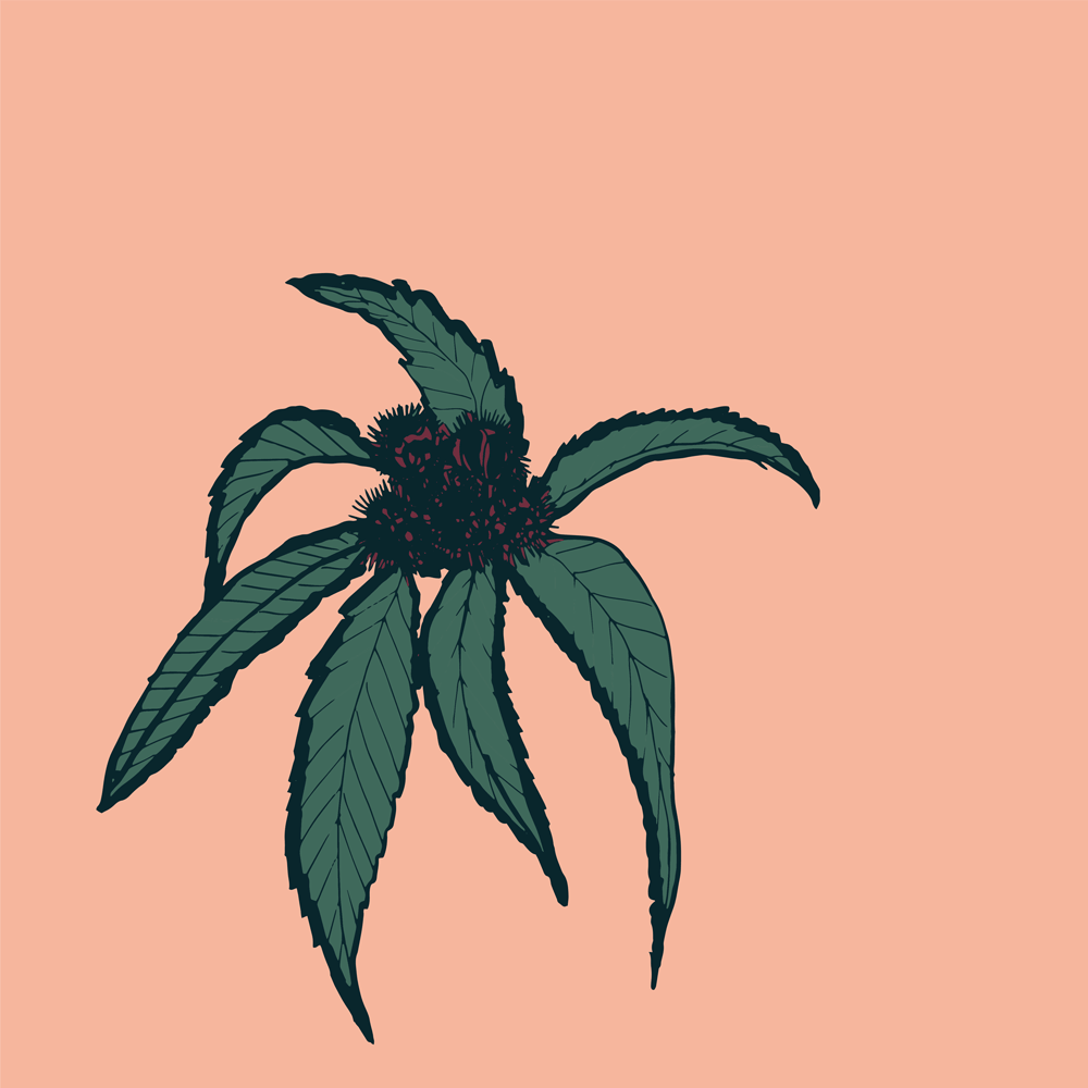 Sweet Chestnut