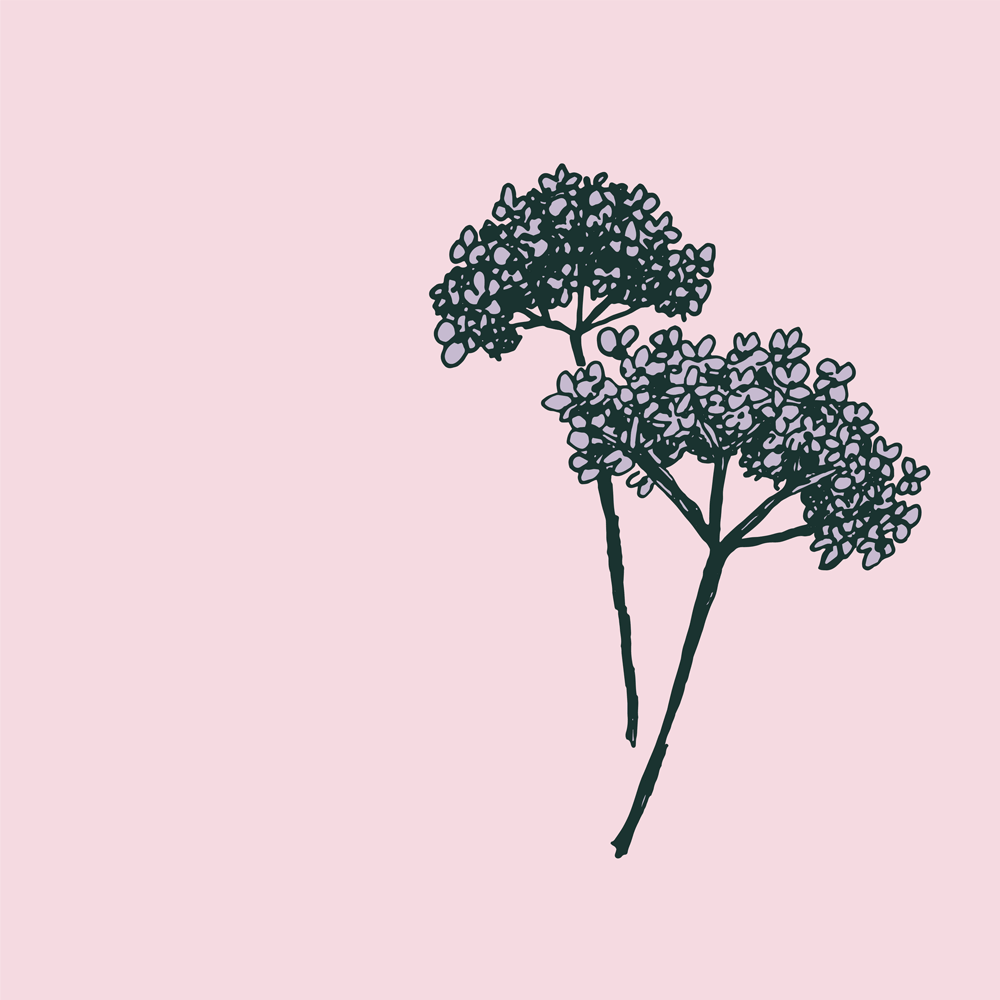 Vervain