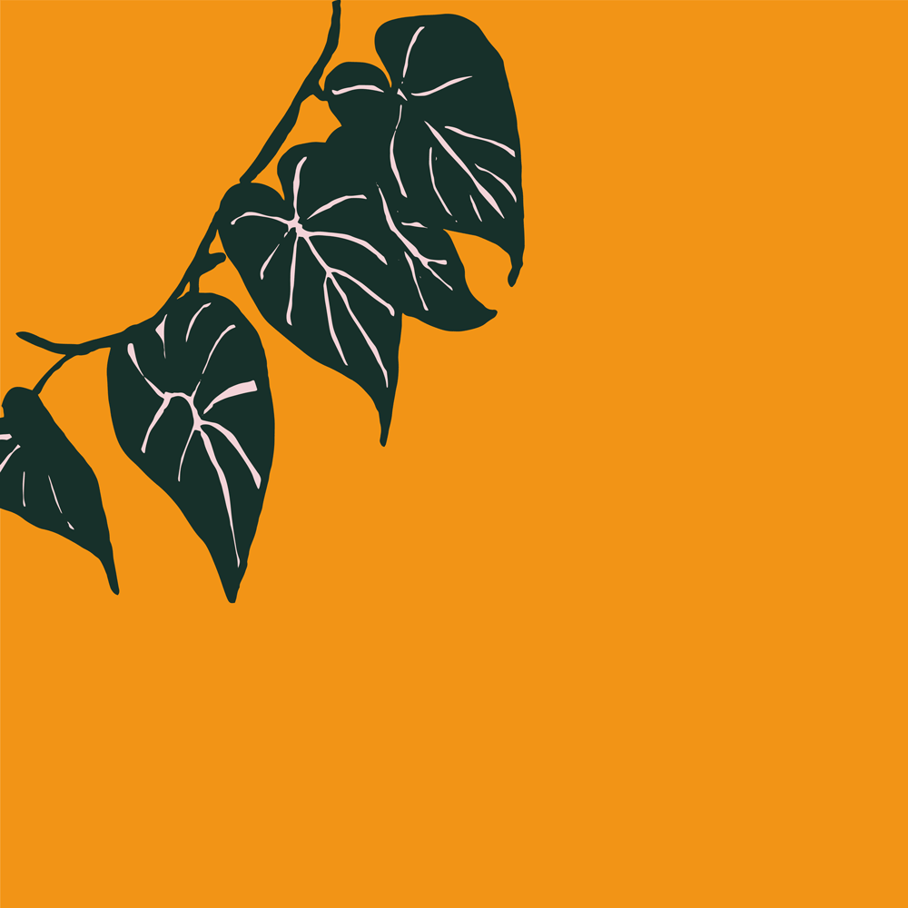 Vine