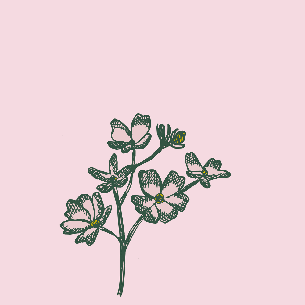 Water Violet
