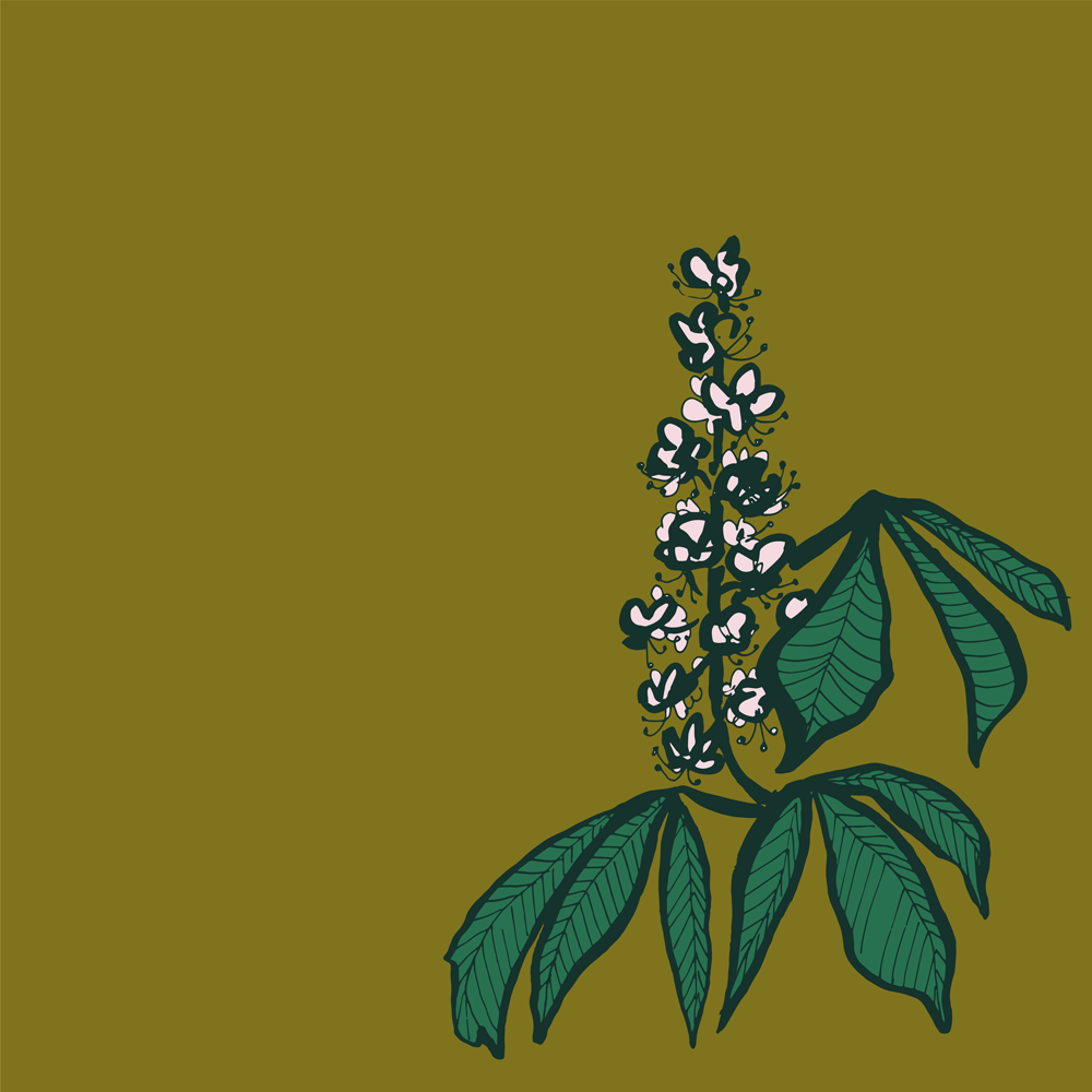 White Chestnut