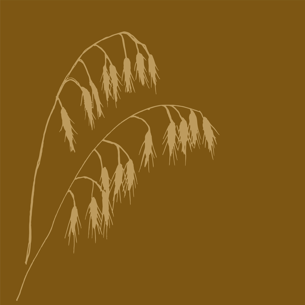 Wild Oat