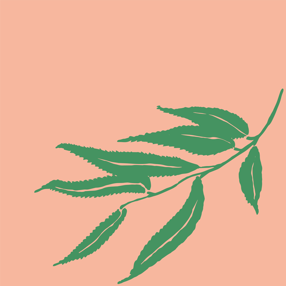 Willow