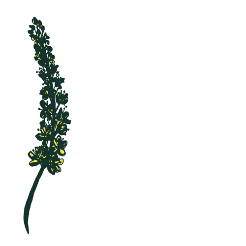 Agrimony