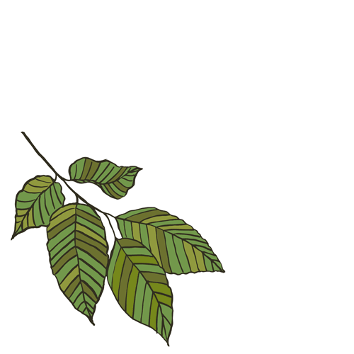 Beech