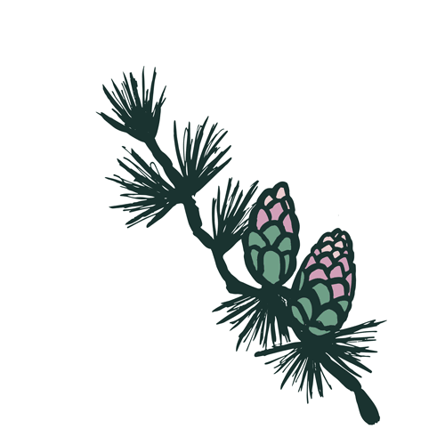 Larch