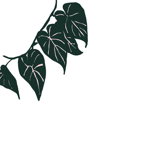 Vine