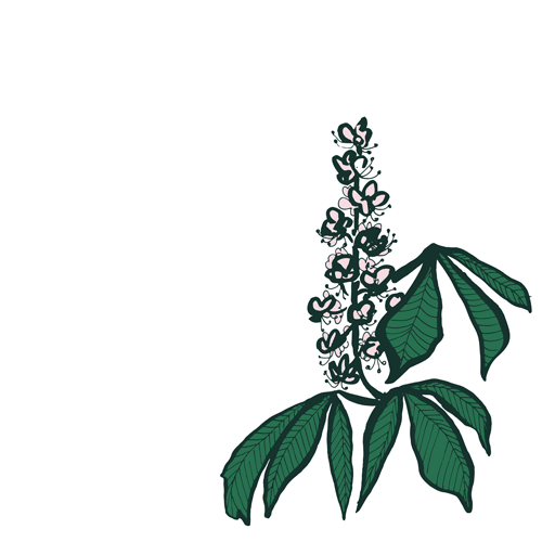 White Chestnut