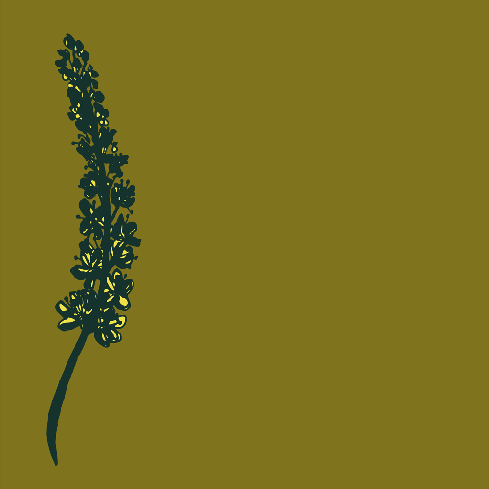 Agrimony