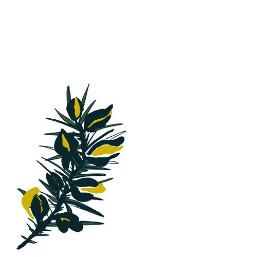 Gorse