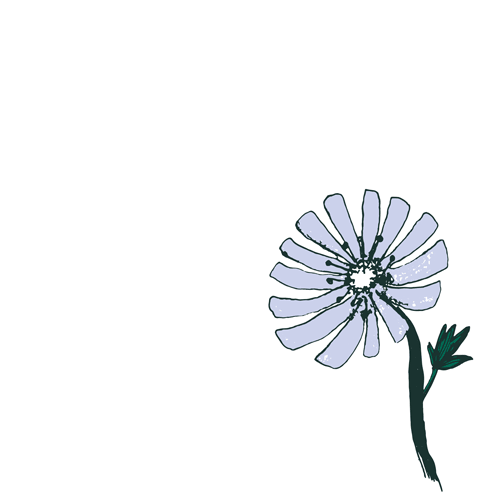 Chicory