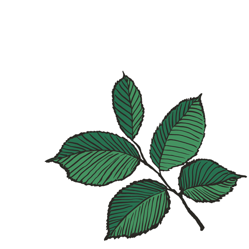 Elm