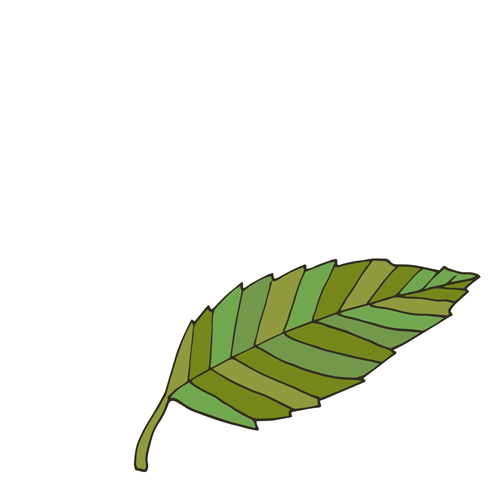 Hornbeam