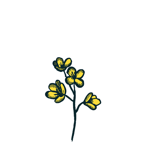 Mustard