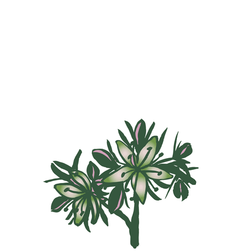 Scleranthus