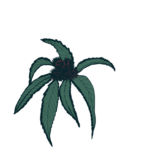 Sweet Chestnut