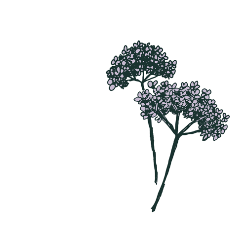 Vervain
