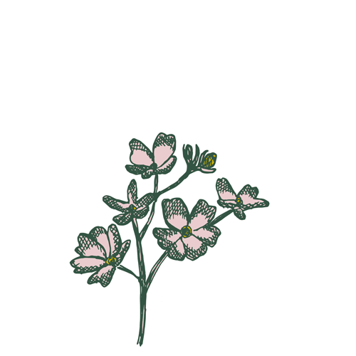 Water Violet