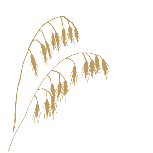 Wild Oat